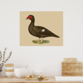 Muscovy Duck Chocolade Poster (Keuken)