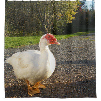 Muscovy Duck Drake Douchegordijn