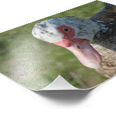 Muscovy Duck Foto Afdruk (Hoek)
