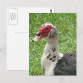 Muscovy Duck Foto Briefkaart (Voorkant / Achterkant)