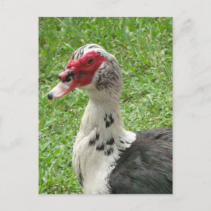 Muscovy Duck Foto Briefkaart