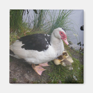 Muscovy Duck Moeder met Ducklings Magneet