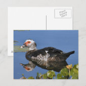 Muscovy Duck Photo Briefkaart (Voorkant / Achterkant)