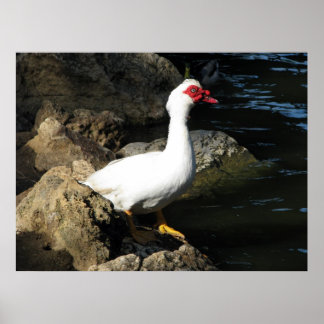 Muscovy Duck poster wit met rood gezicht
