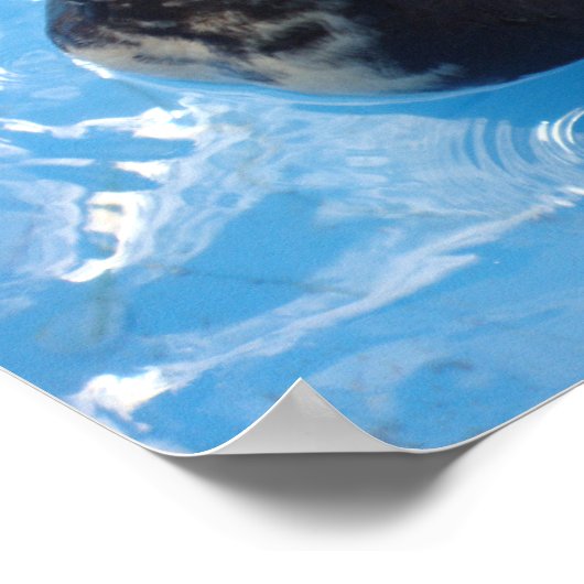 Muscovy Duck Swimming Poster (Coin)