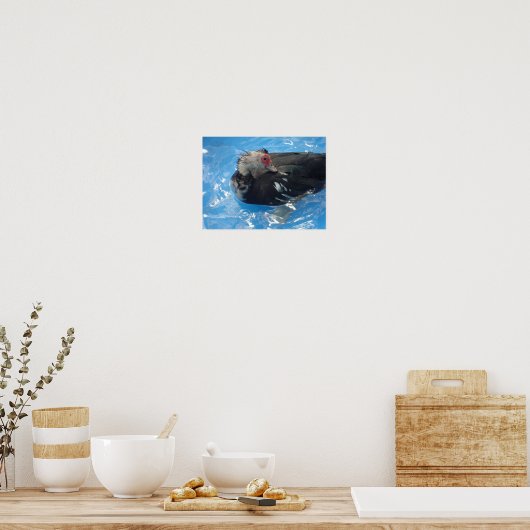 Muscovy Duck Swimming Poster (Cuisine)