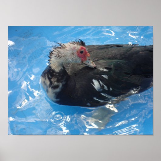 Muscovy Duck Swimming Poster (Devant)