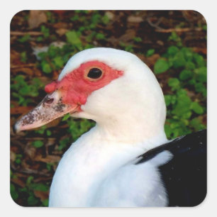 Muscovy Duck Vierkante Sticker