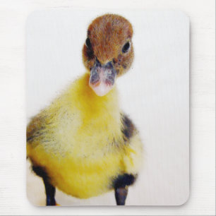 Muscovy Ducking Muismat