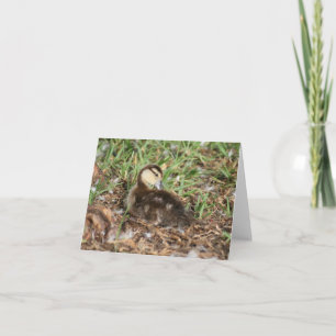 Muscovy Ducking Photo Folded Note Kaart