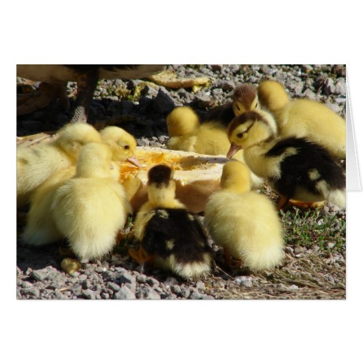 Muscovy Ducklings Mangent Une Treat (Devant horizontal)