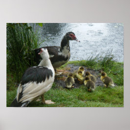 Muscovy Ducks and Ducklings Poster