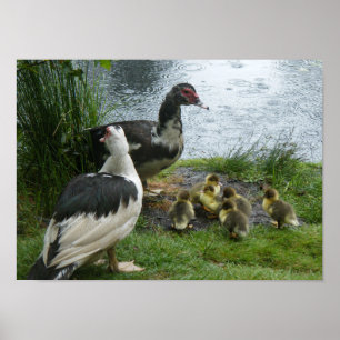 Muscovy Ducks and Ducklings Poster
