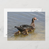Muscovy Ducks Photo Briefkaart (Voorkant / Achterkant)