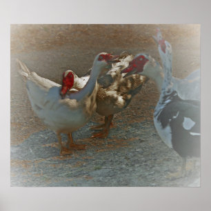 Muscovy Ducks Poster Print