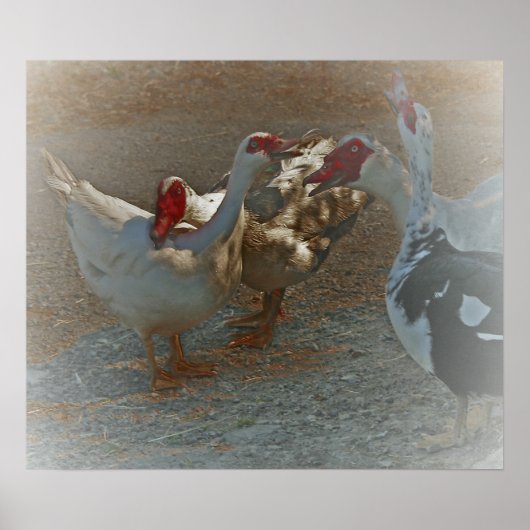 Muscovy Ducks Poster Print (Voorkant)