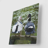 Muscovy Ducks Vierkante Klok (Hoek)