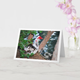 Muscovy eend, Meer Portret Kaart