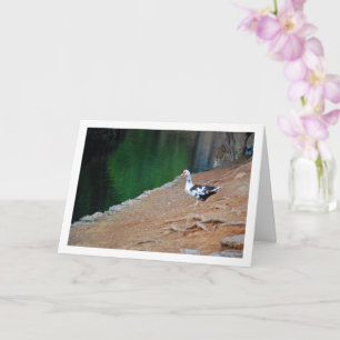 Muscovy eend, meerportret kaart