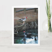Muscovy-eenden Meer Portret Kaart (Voorkant)