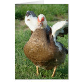 Muscovy Hen (Voorkant)