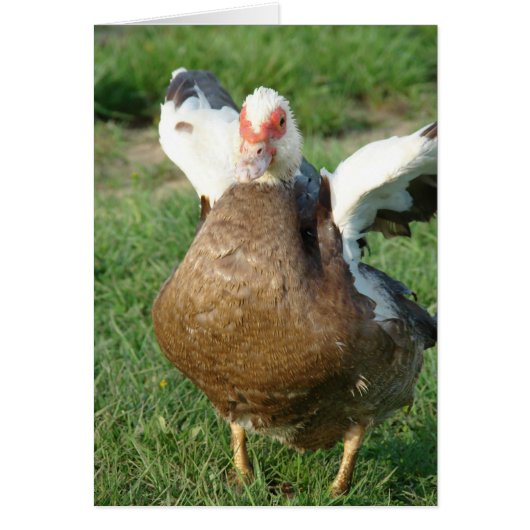 Muscovy Hen (Voorkant)
