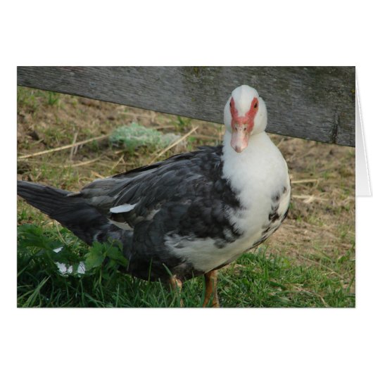 Muscovy Hen (Voorkant Horizontaal)