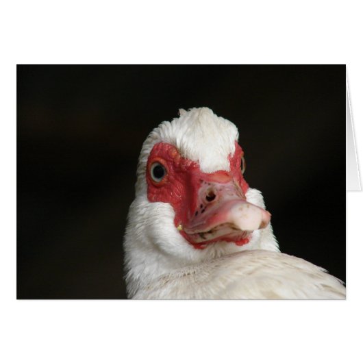 Muscovy Hen Duck (Devant horizontal)