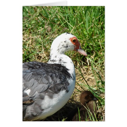 Muscovy Hen en Ducking (Voorkant)
