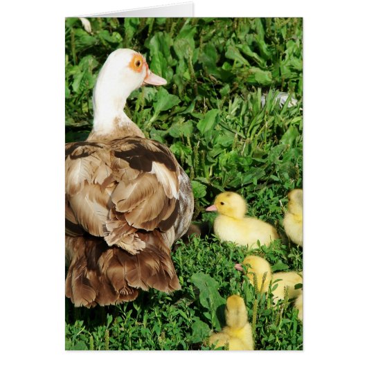 Muscovy Hen en Ducklings (Voorkant)