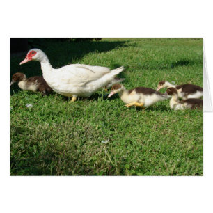 Muscovy Hen en Ducklings