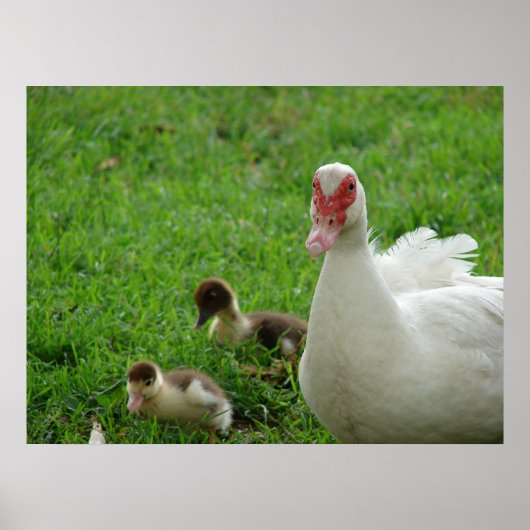 Muscovy Hen en Ducklings Poster (Voorkant)