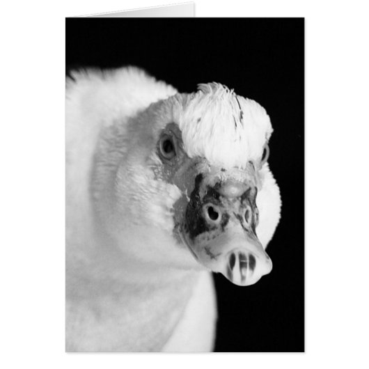 Muscovy Hen en noir et blanc (Devant)