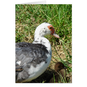 Muscovy Hen et Canard