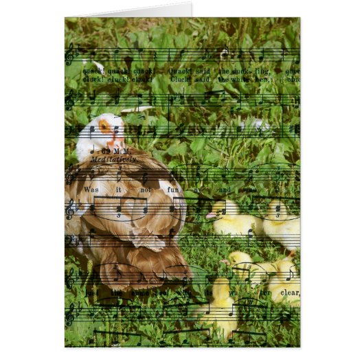 Muscovy Hen et canettes avec chansons de canard (Devant)