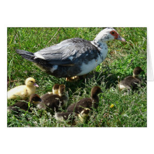 Muscovy Hen et colliers