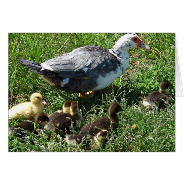 Muscovy Hen et colliers (Devant horizontal)