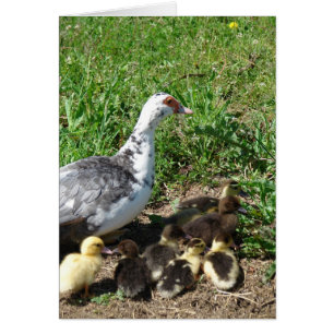 Muscovy Hen et colliers