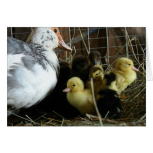 Muscovy Hen et colliers