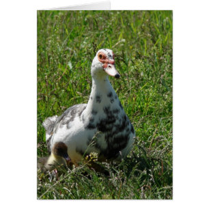 Muscovy Hen et Duckls