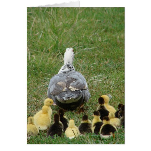 Muscovy Hen Leading Ducklings (Devant)