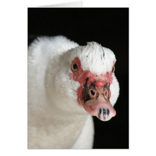 Muscovy Lorsque le regard est descendu