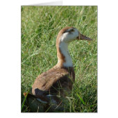 Muscovy Mule Duck (Devant)