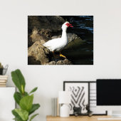Muscovy Poster de canard blanc avec visage rouge (Bureau à domicile)