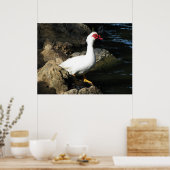 Muscovy Poster de canard blanc avec visage rouge (Cuisine)