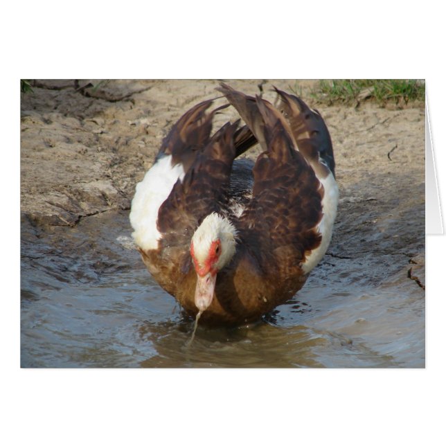 Muscovy Spelling in een puddle (Voorkant Horizontaal)
