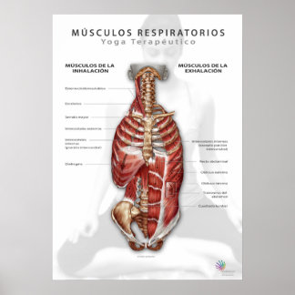 Músculos Respiratorios Poster