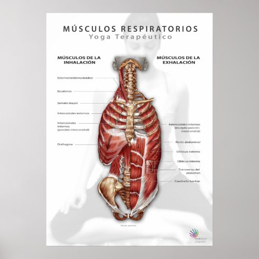 Músculos Respiratorios Poster (Voorkant)