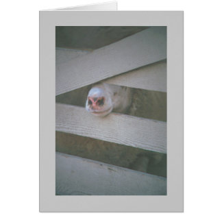 museau de mouton à travers la clôture