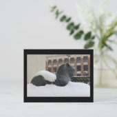 Musée d'Histoire Naturelle, Ann Arbor, carte posta (Debout devant)